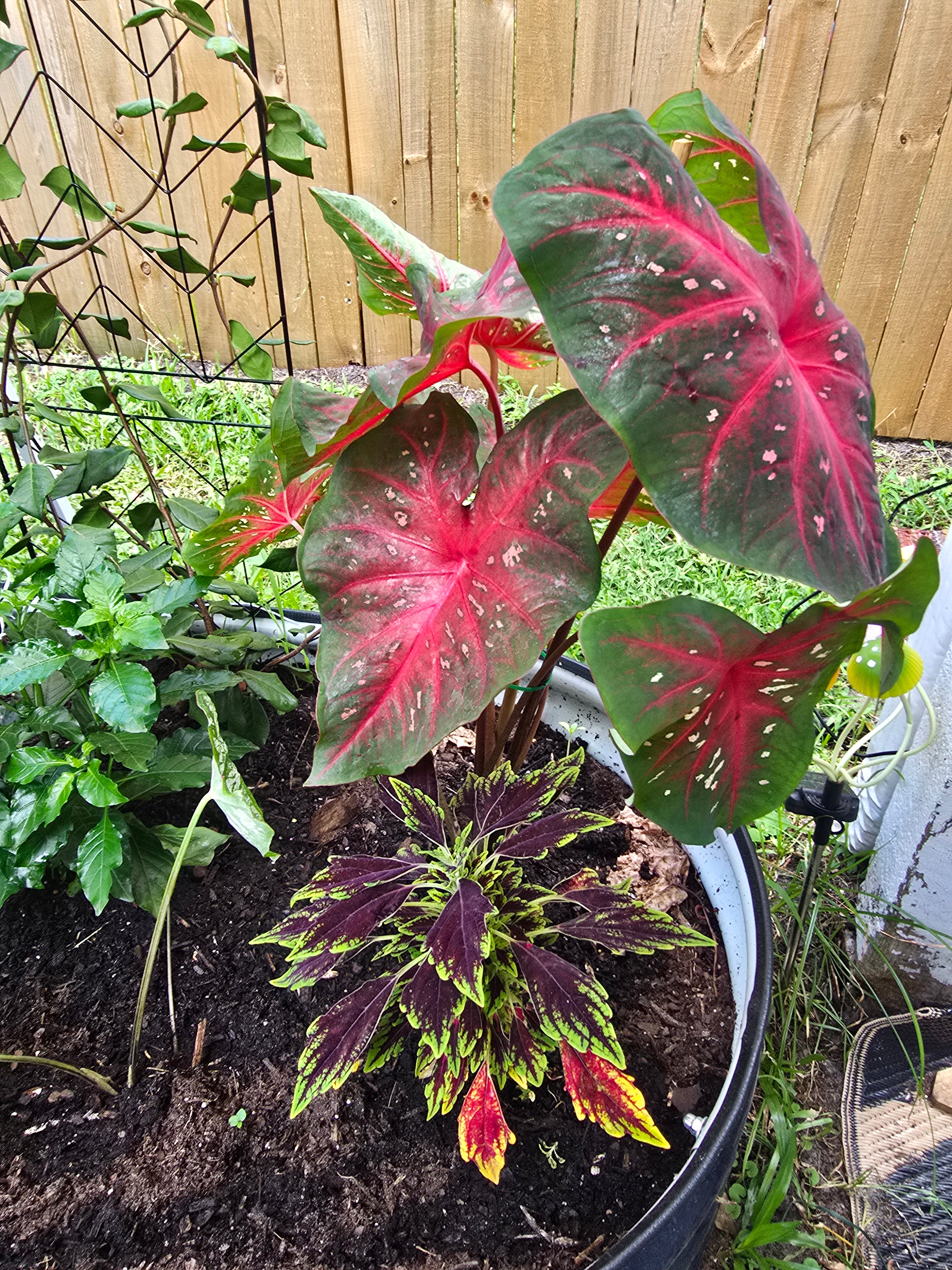 Caladium "Red Flash"