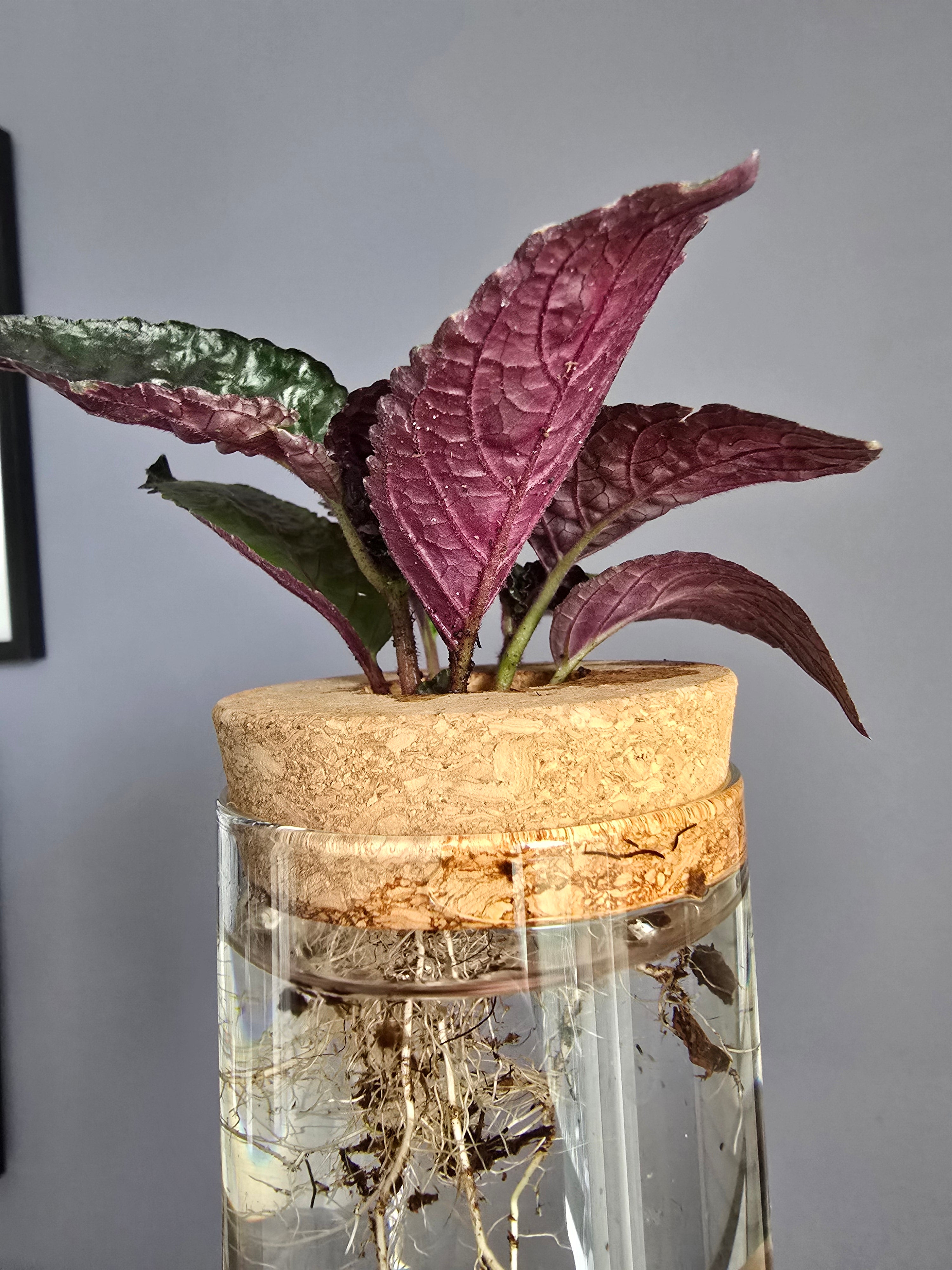 Purple Waffle starter w/glass vase
