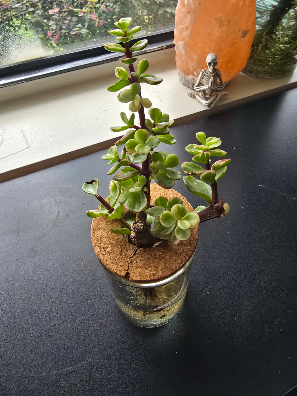 Elephant Bush starter plant in 2" pot