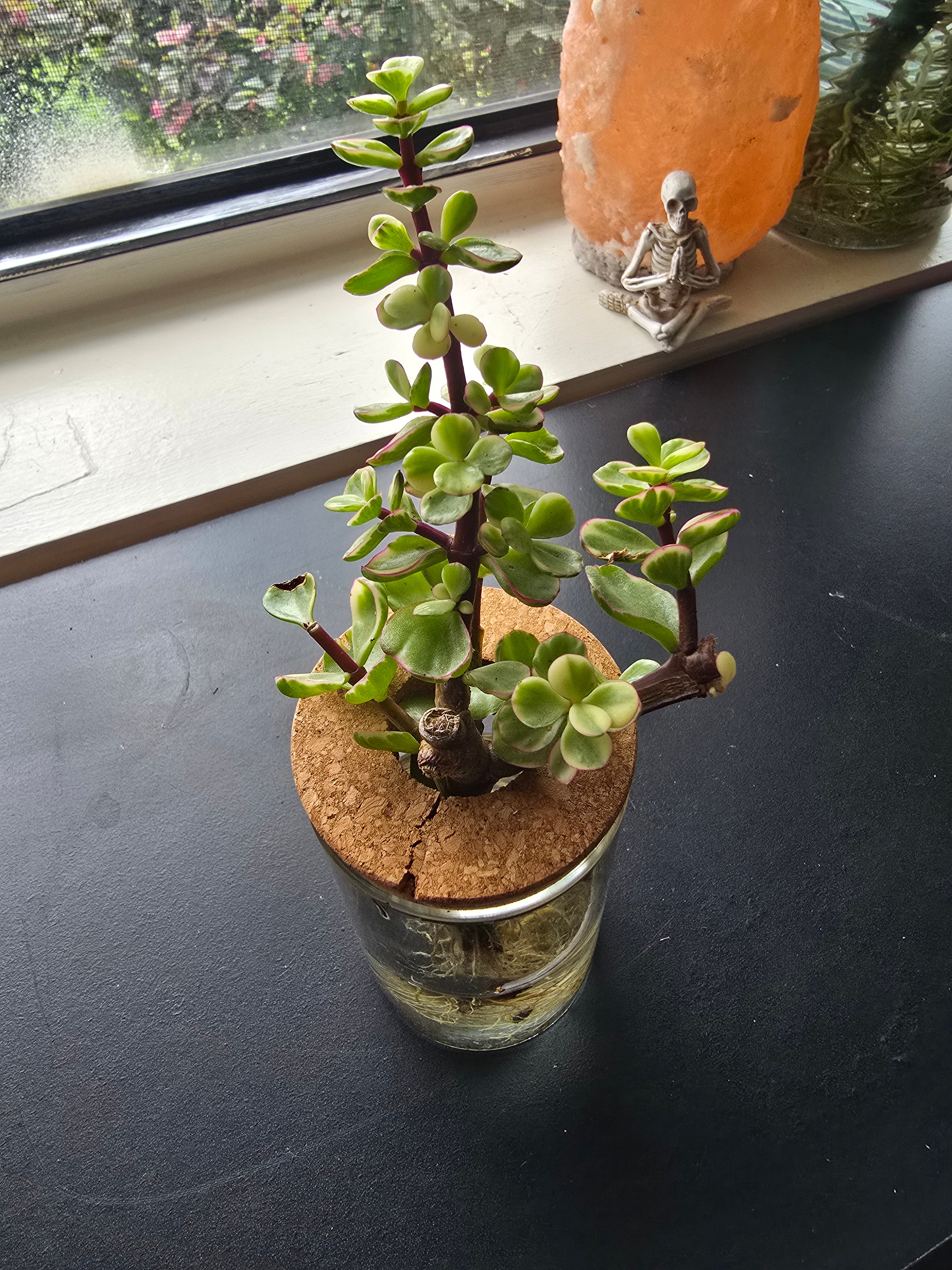 Elephant Bush starter plant in 2" pot