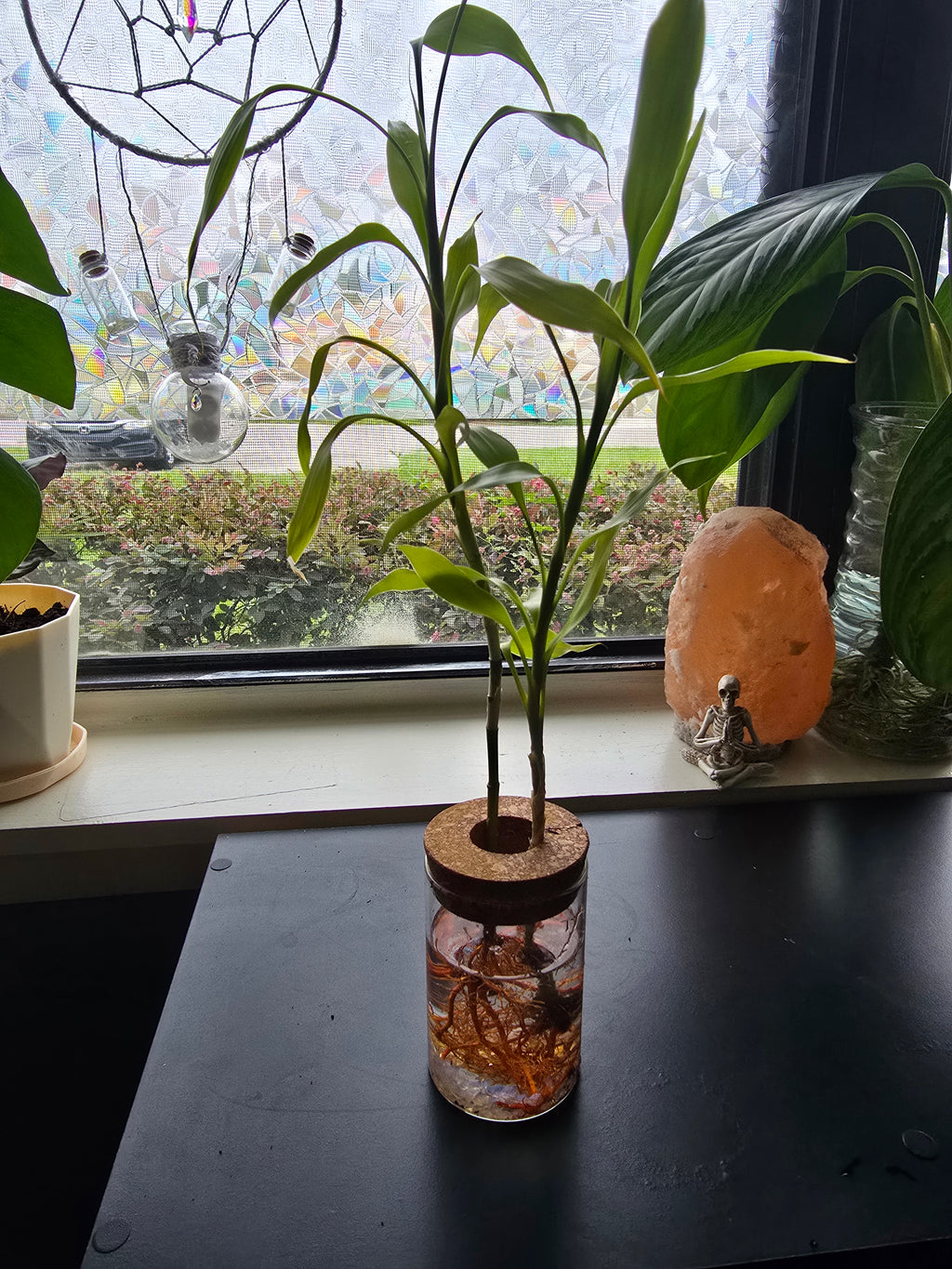 Lucky Bamboo w/glass vase