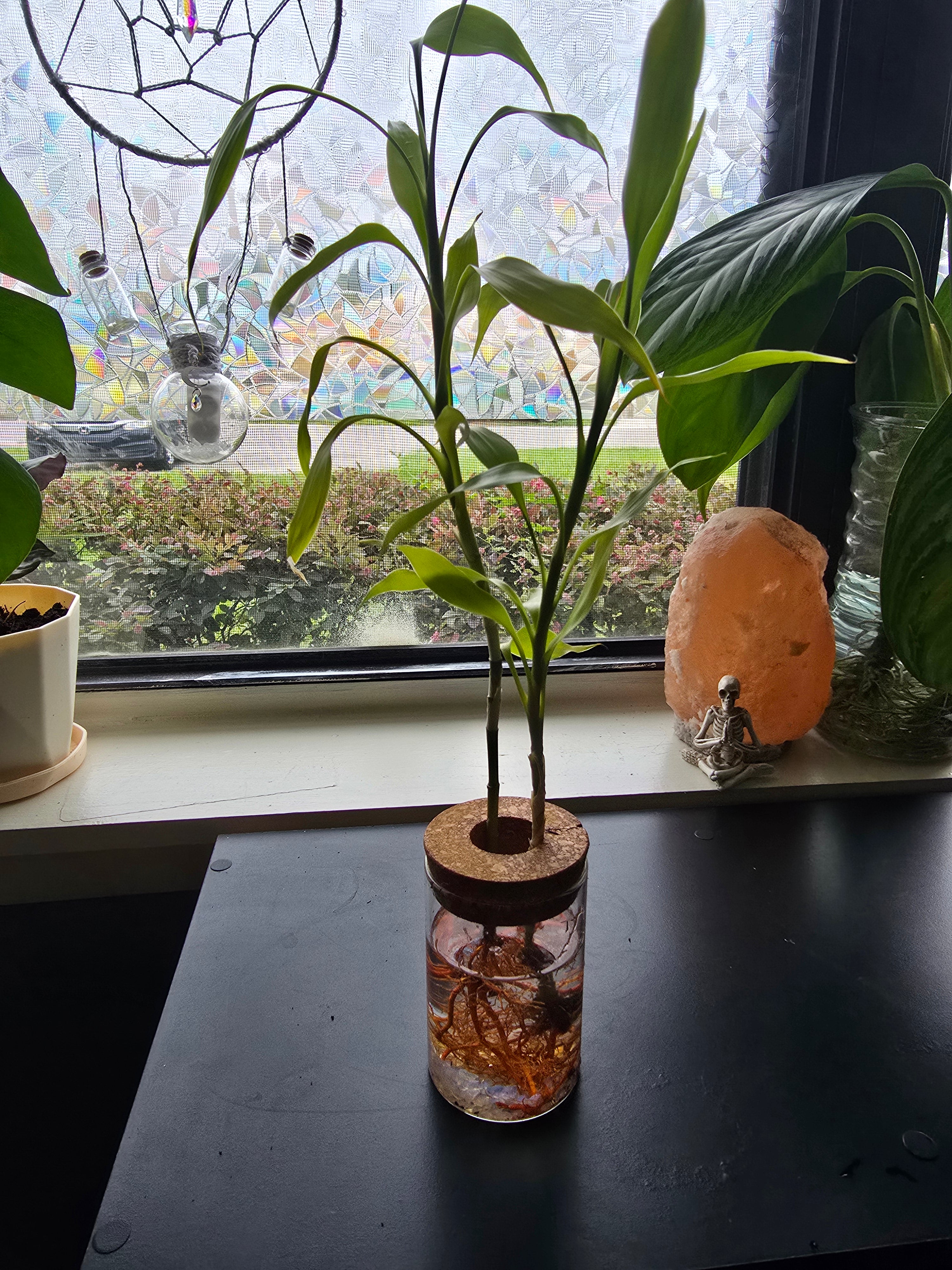 Lucky Bamboo w/glass vase