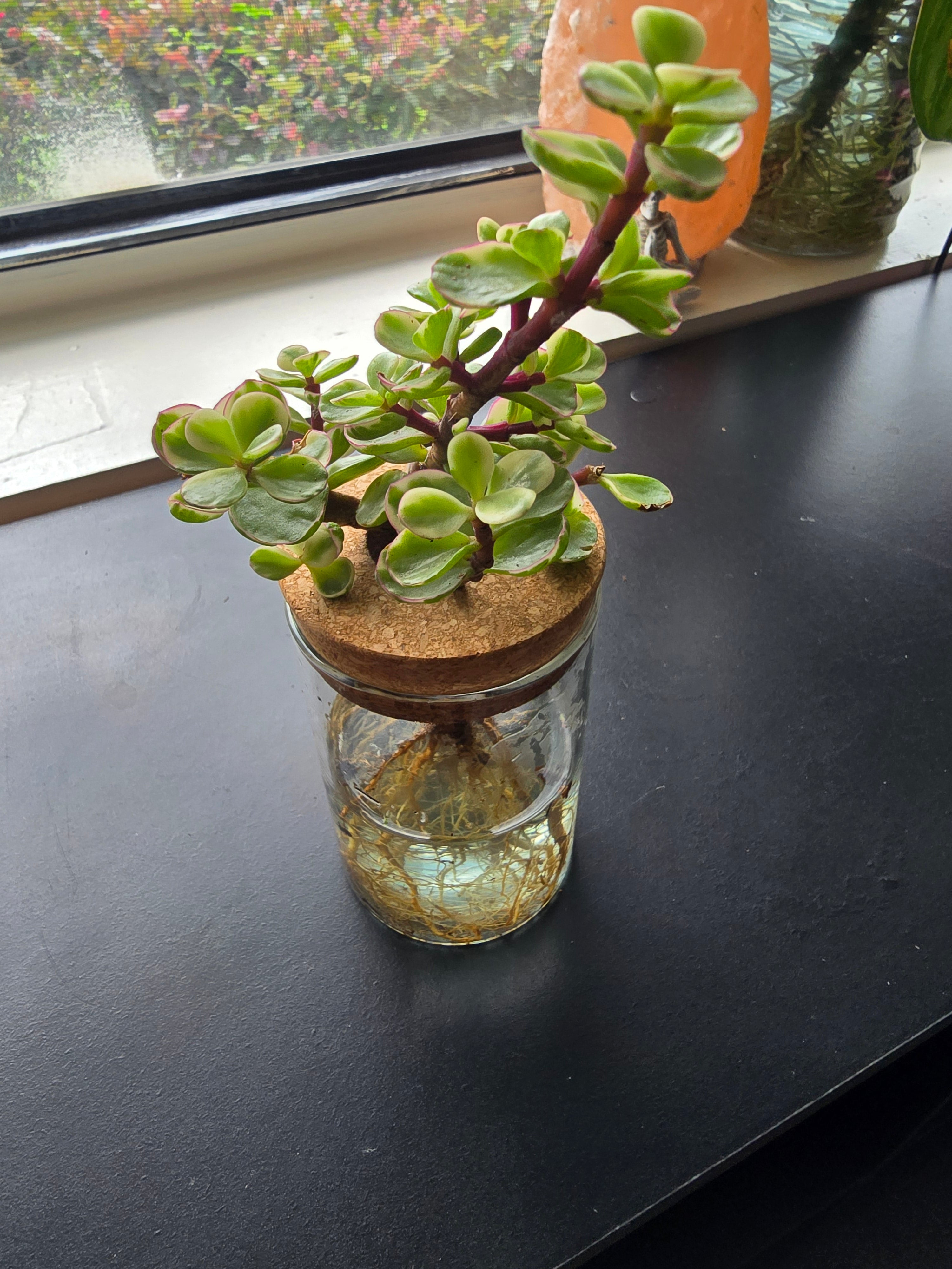 Elephant Bush starter plant in 2" pot