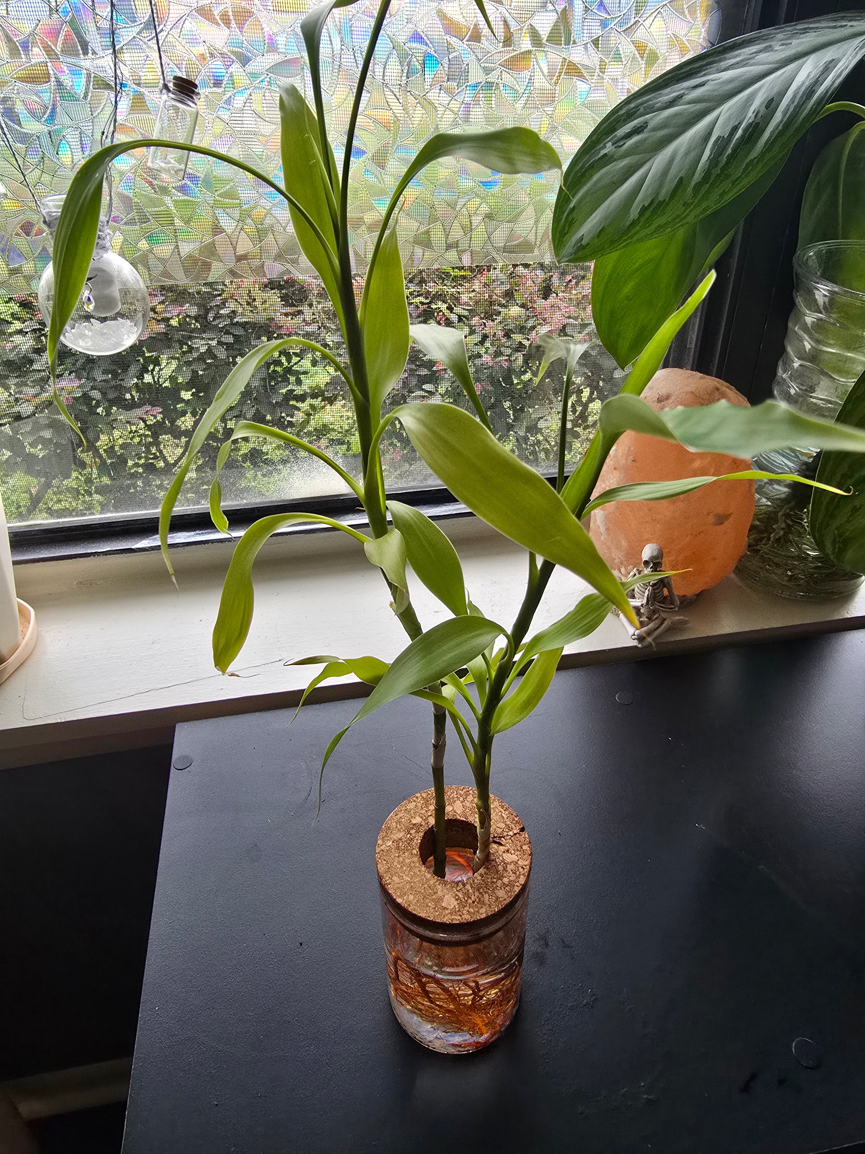 Lucky Bamboo w/glass vase