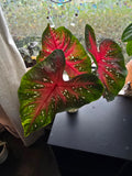 Caladium "Red Flash"