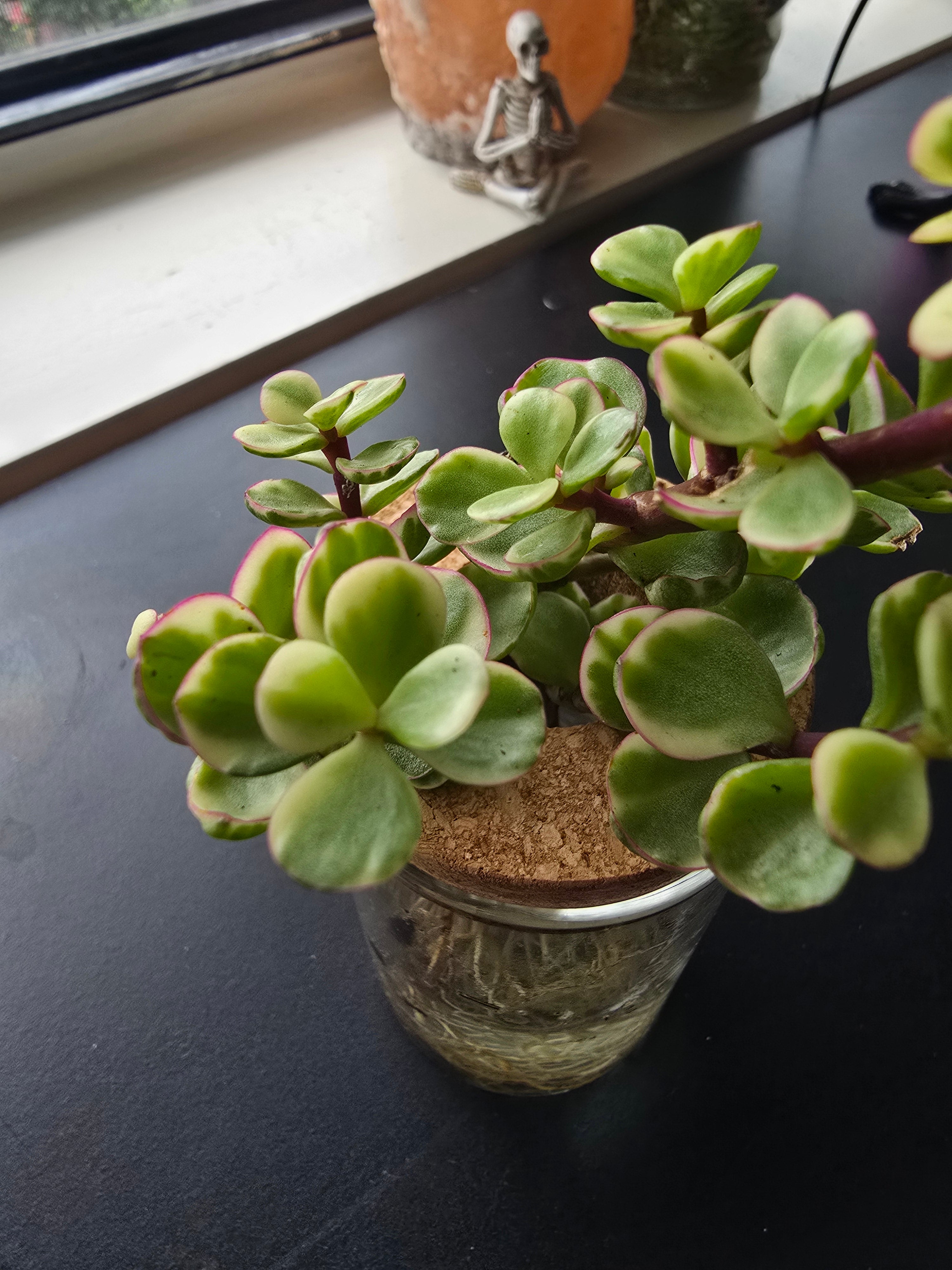 Elephant Bush starter plant in 2" pot