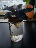 Purple Waffle starter w/glass vase