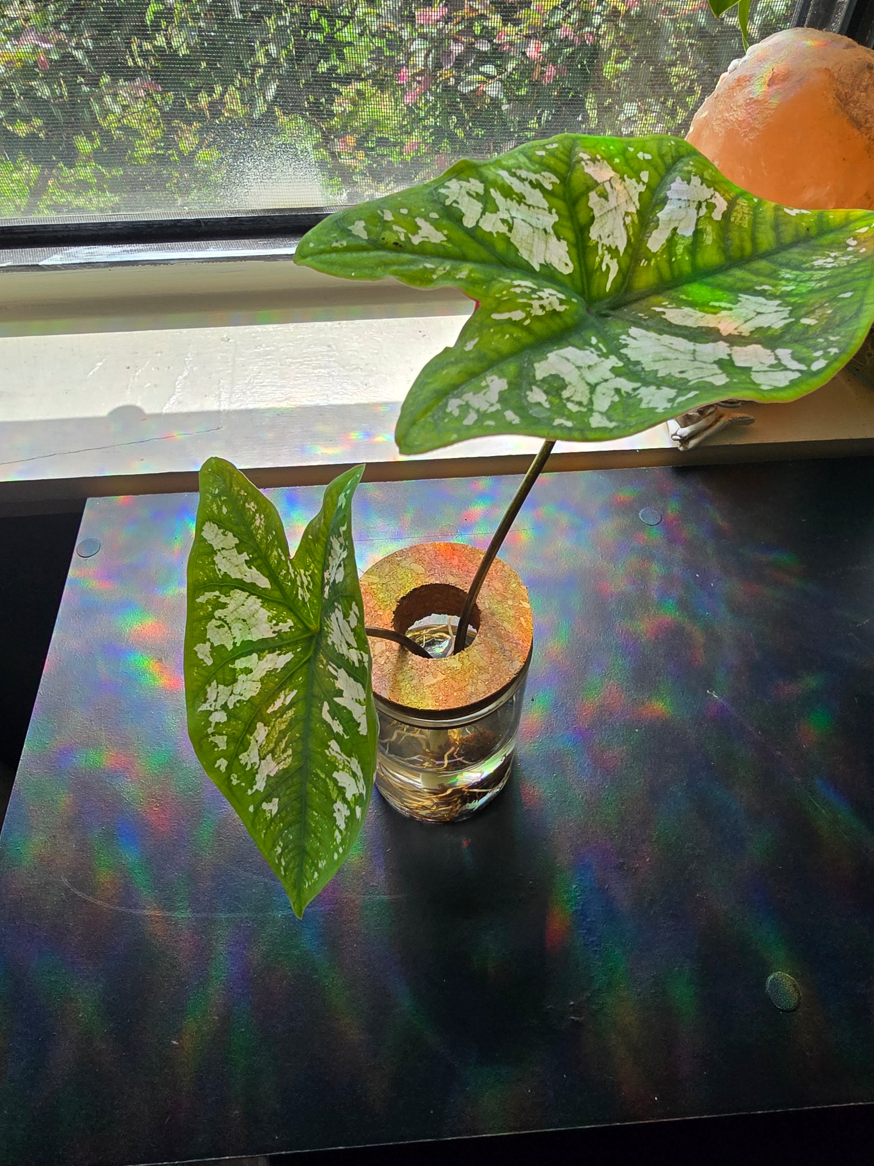 Caladium Humboldtii "angel wings"