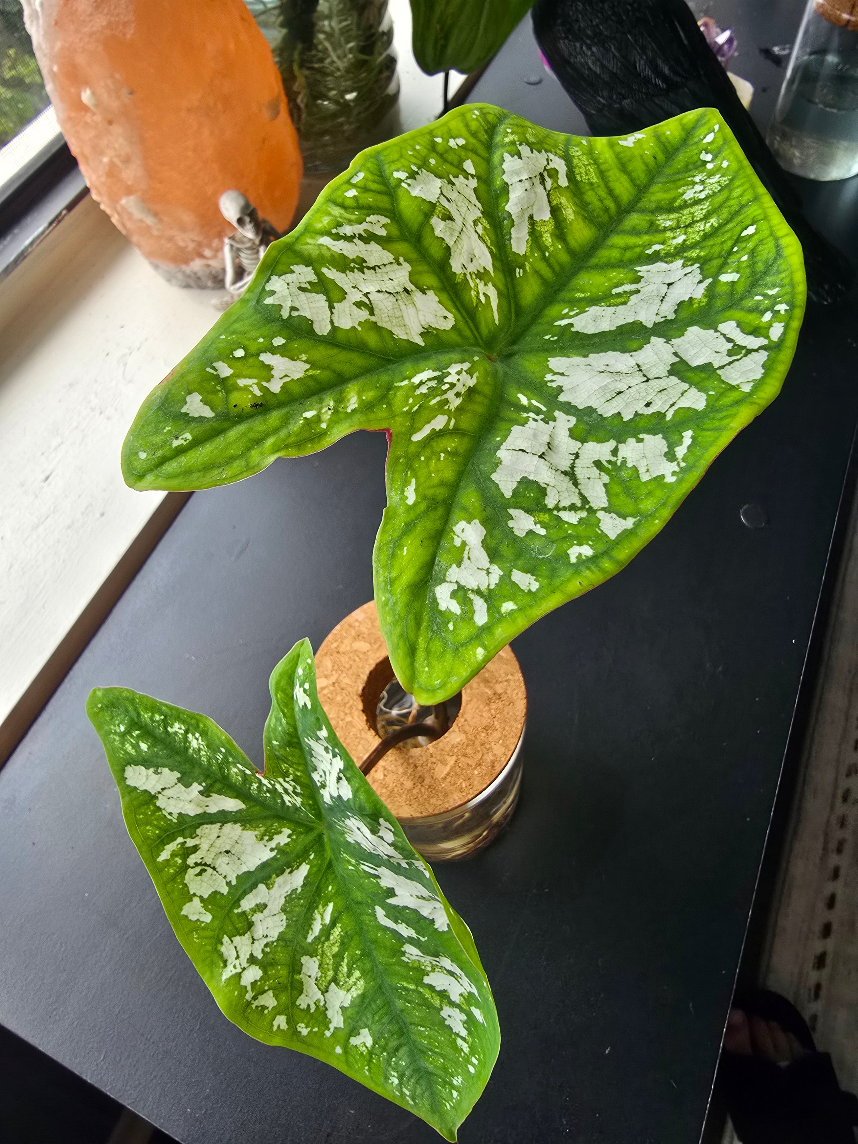 Caladium Humboldtii "angel wings"