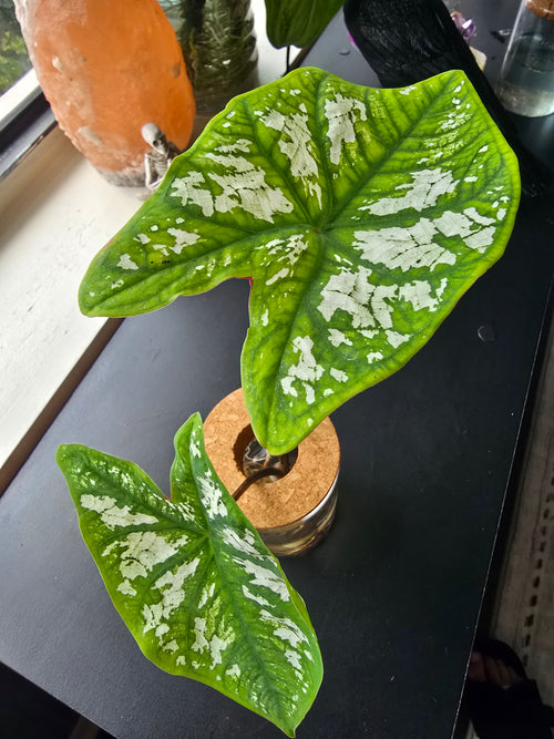 Caladium Humboldtii "angel wings"