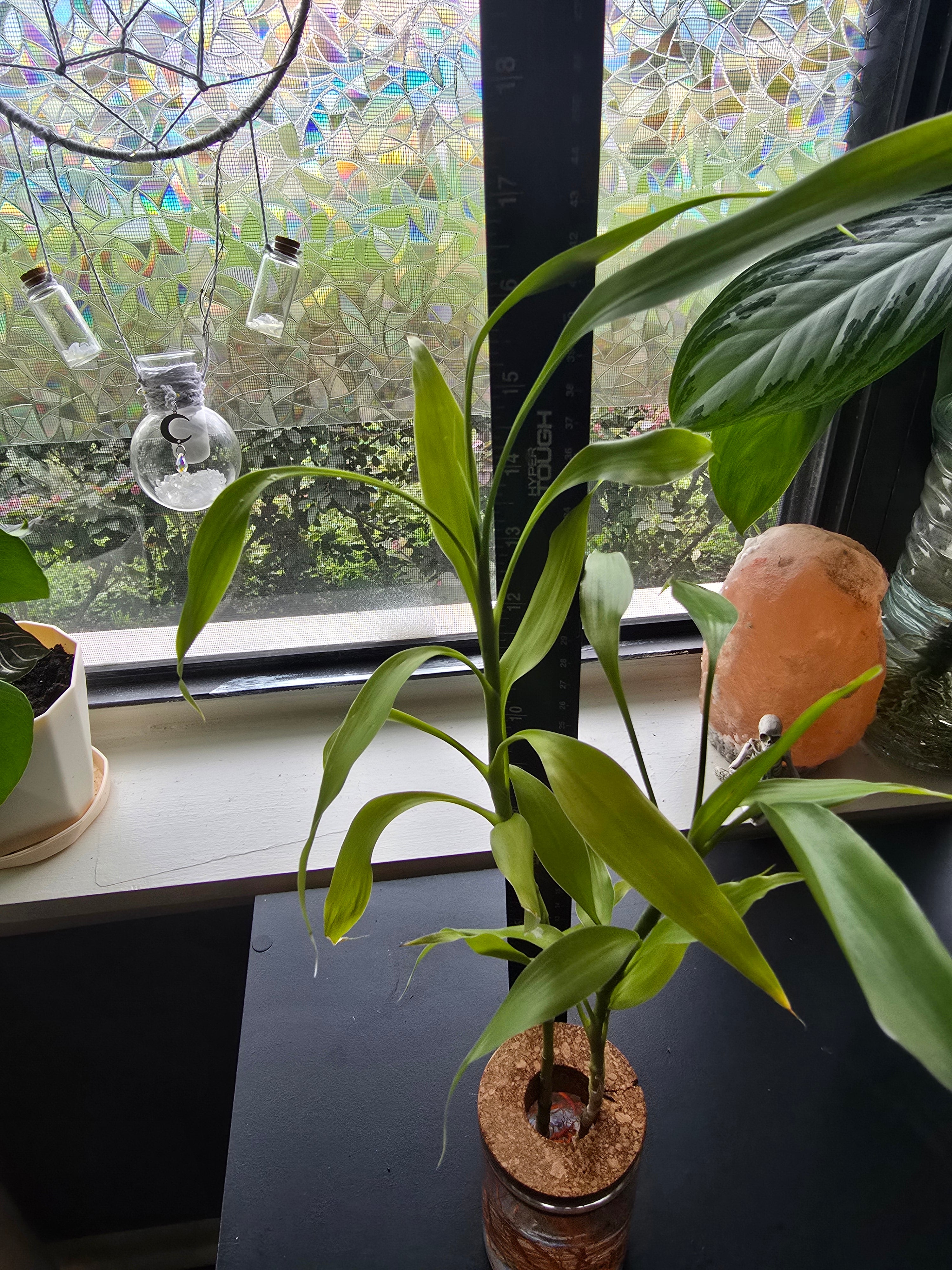Lucky Bamboo w/glass vase